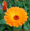 Calendula officinalis